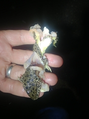 Lithobates areolatus circulosus