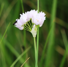 Allium roseum