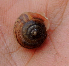 Euomphalia strigella