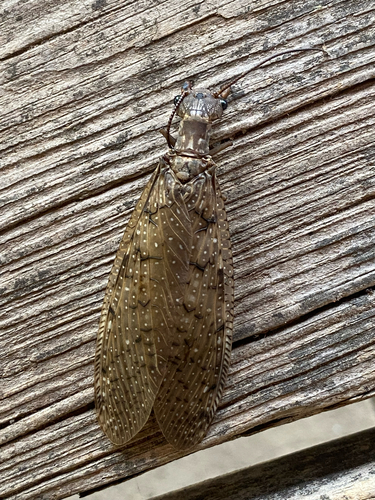 Eastern Dobsonfly