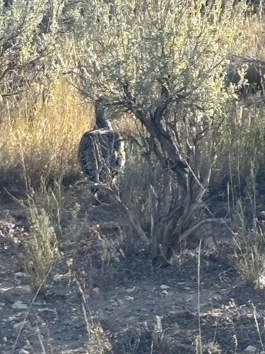 Greater Sage-Grouse