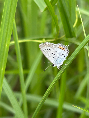 Short-tailed Blue