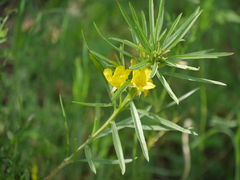 Oenothera serrulata