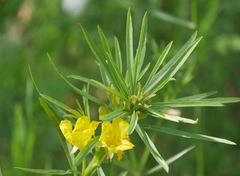 Oenothera serrulata