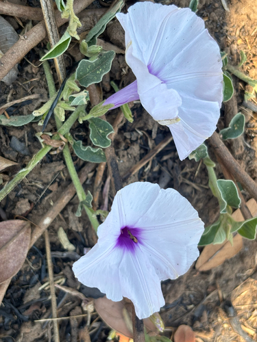 Astripomoea malvacea parviflora