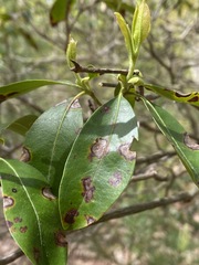 Diaporthe kalmiae