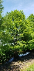 Taxodium distichum image