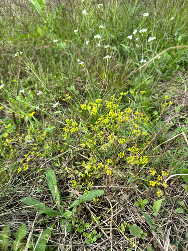 wild parsnip