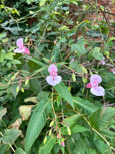 Himalayan balsam