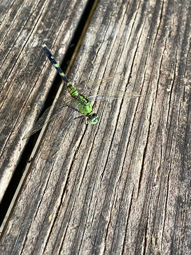 Eastern Pondhawk