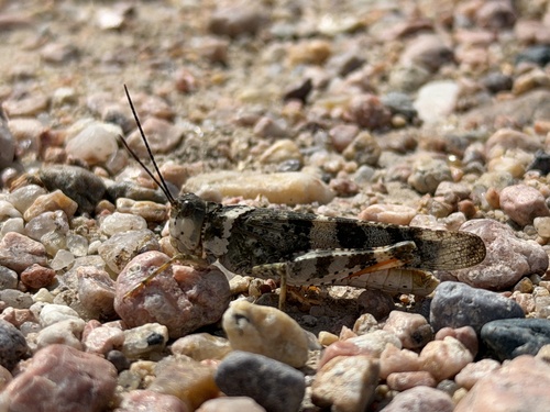 Say's Grasshopper