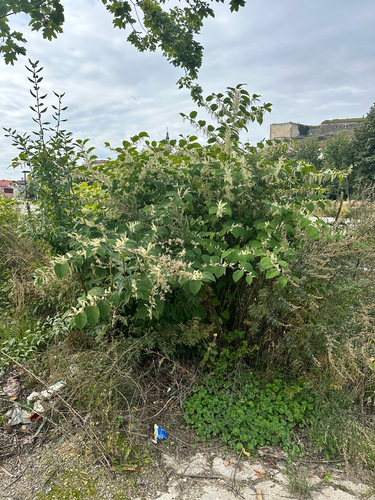 Japanese knotweed