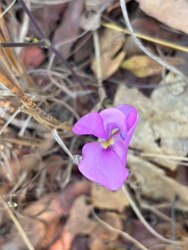 Vigna antunesii