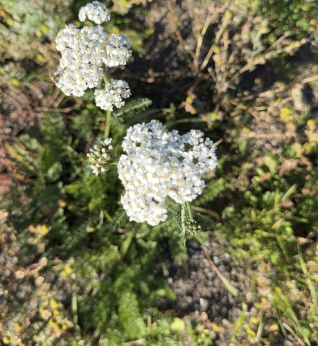 common yarrow
