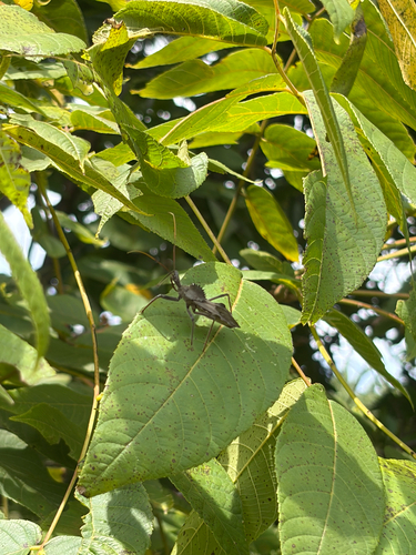 North American Wheel Bug