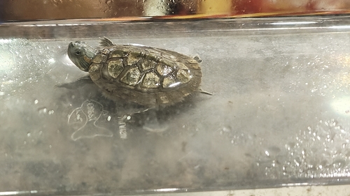 Red-eared Slider