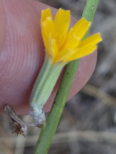 Rush Skeletonweed