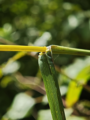 Bromus ciliatus
