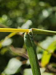Bromus ciliatus