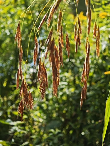 Bromus ciliatus, photograph 2