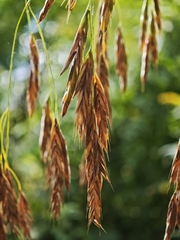 Bromus ciliatus, photograph (c) kursic, some rights reserved (CC BY)