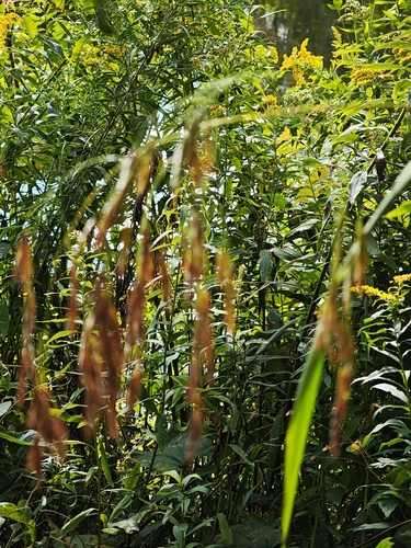 Bromus ciliatus, photograph 4