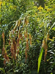 Bromus ciliatus, photograph (c) kursic, some rights reserved (CC BY)