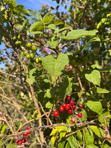 bittersweet nightshade