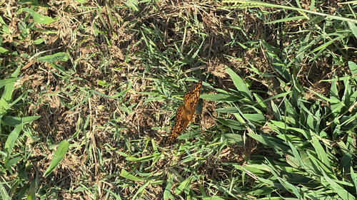 Variegated Fritillary