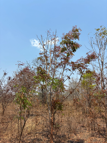Muriranyenze