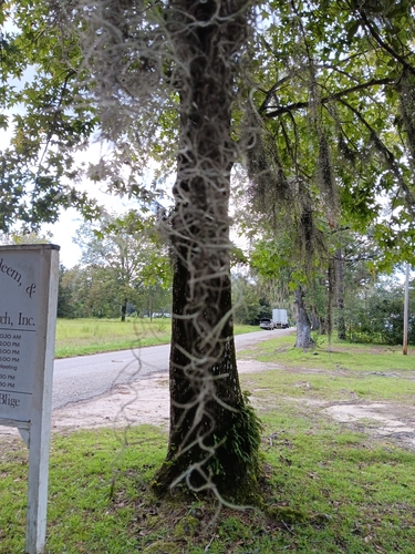 Spanish moss