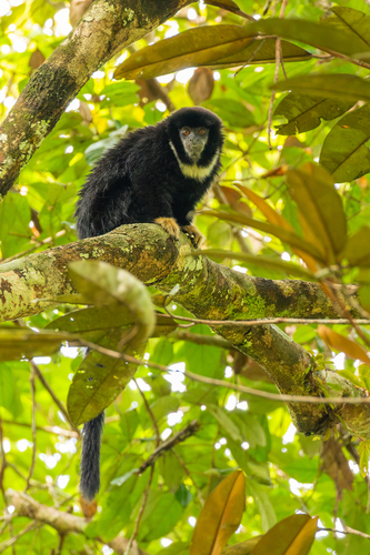 White-chested Titi