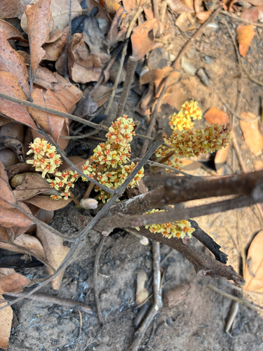 wild grape