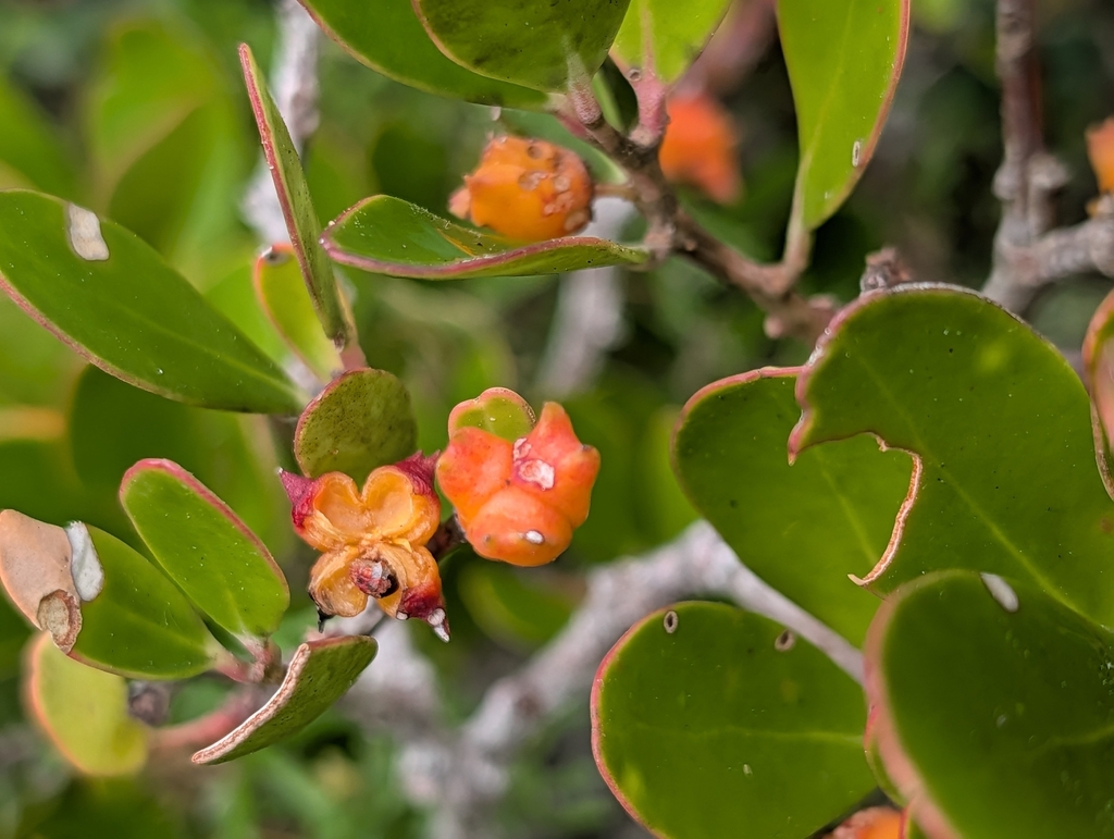 Pterocelastrus tricuspidatus; photograph (c) Jessica Utrup, some rights reserved (CC BY)