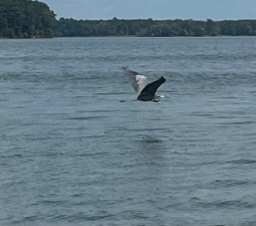 Great Blue Heron