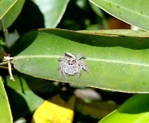 Megafreya sutrix