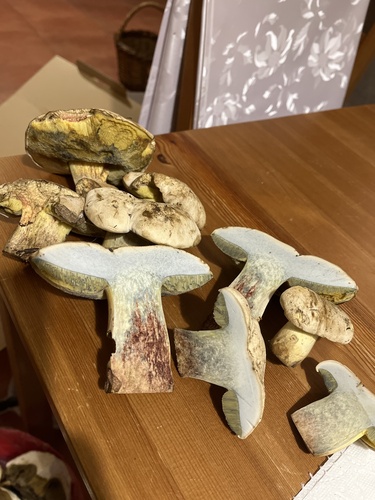 Rooting Bolete