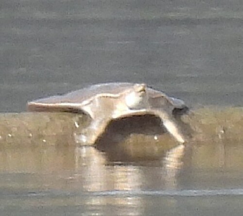 Smooth Softshell