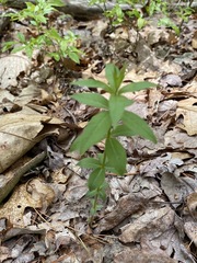 Lysimachia quadrifolia