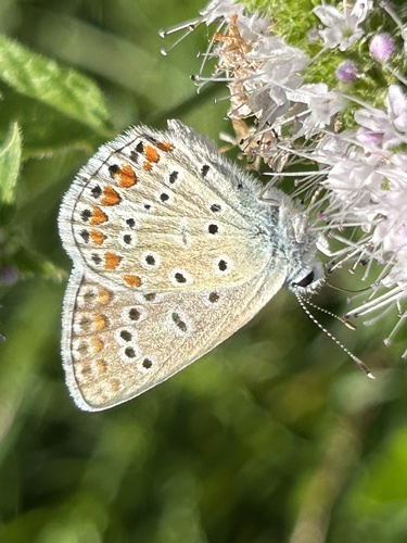 Common Blue