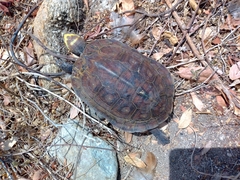 Rhinoclemmys rubida rubida