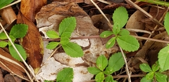 Phyla nodiflora