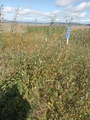Salix repens, photograph author not stated, no rights reserved