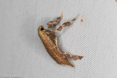 Parachma ochracealis