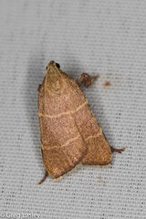 Parachma ochracealis