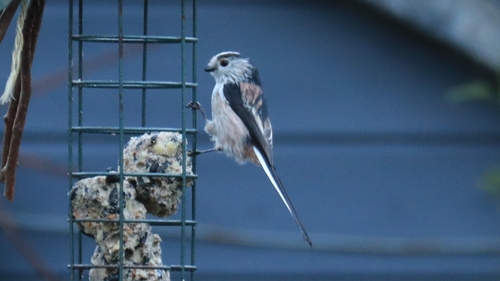 Long-tailed Tit