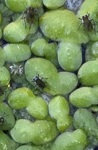 waterlily aphid
