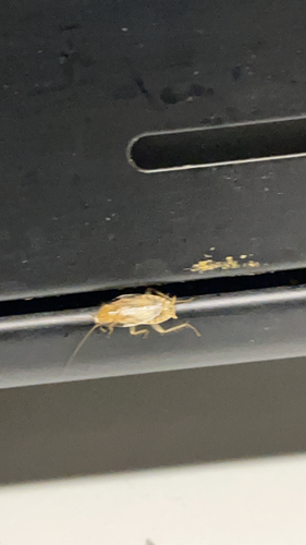 Variable Cockroach