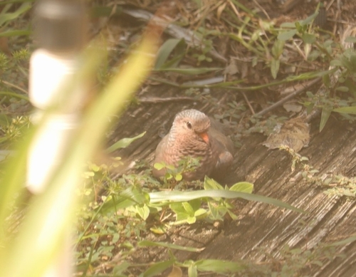 Common Ground Dove observed by jessicaschlimmer