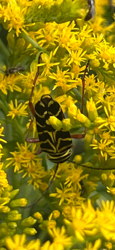 Locust Borer